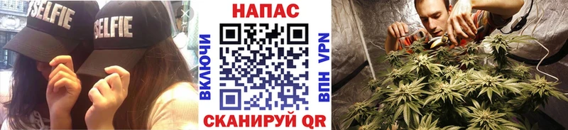 KRAKEN Сясьстрой Канабис сатива где купить наркотик